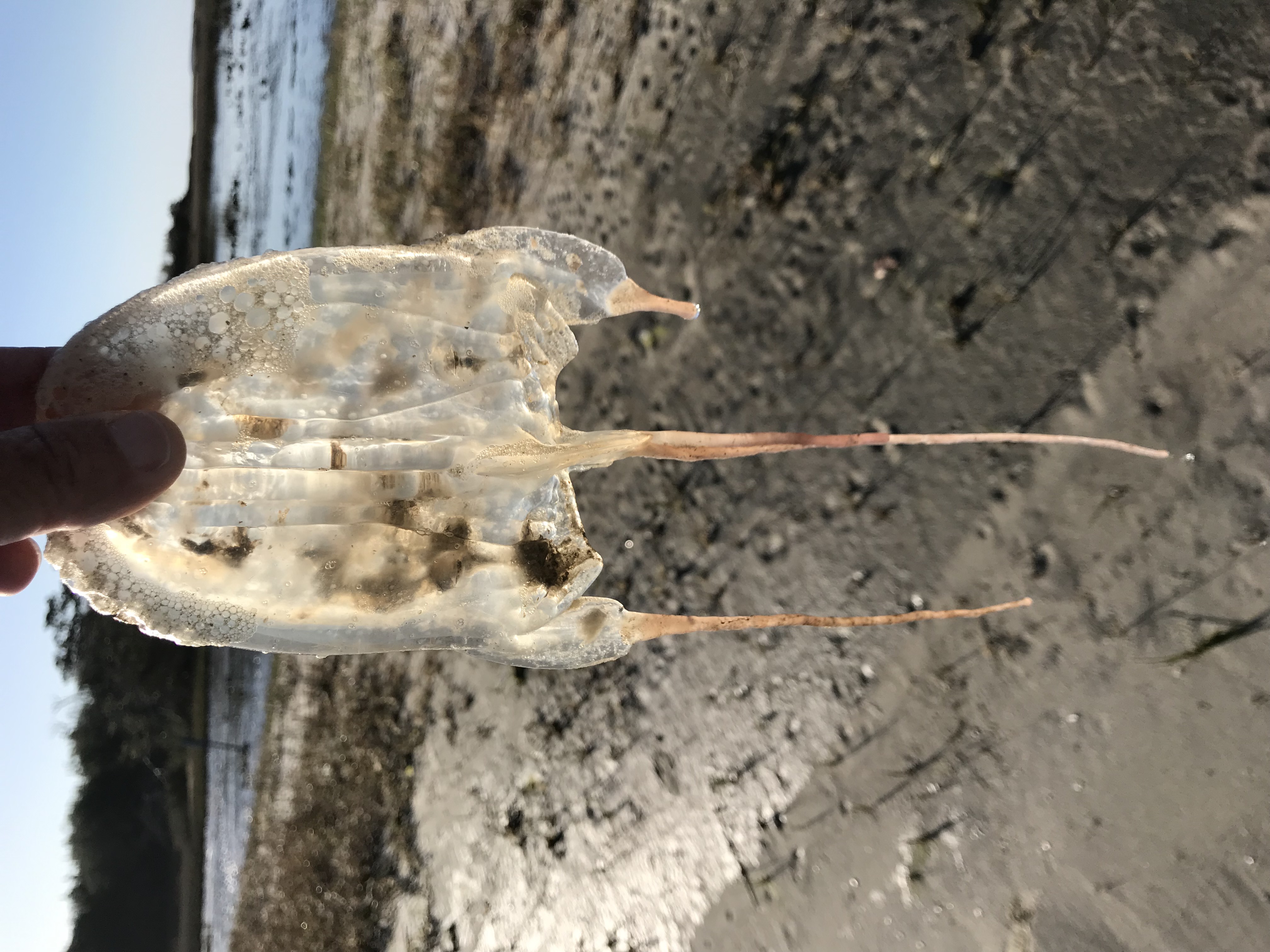 Box jelly JellyWatch